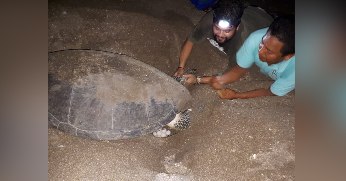 Liberadas más de 122 mil crías de tortuga marina, en Cazones