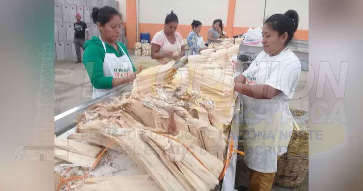 Aumenta la exportación de hoja de maíz al norte del país