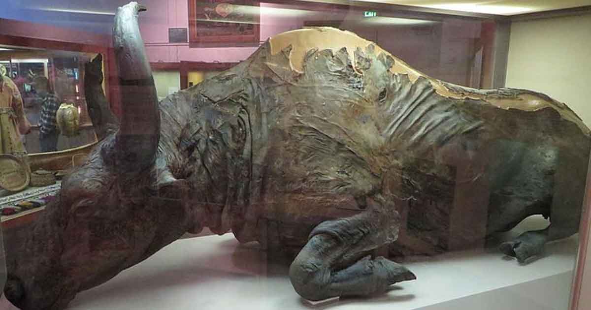 La historia de Blue Babe: ¿Probaría la carne de un bisonte de hace 36.000 años?