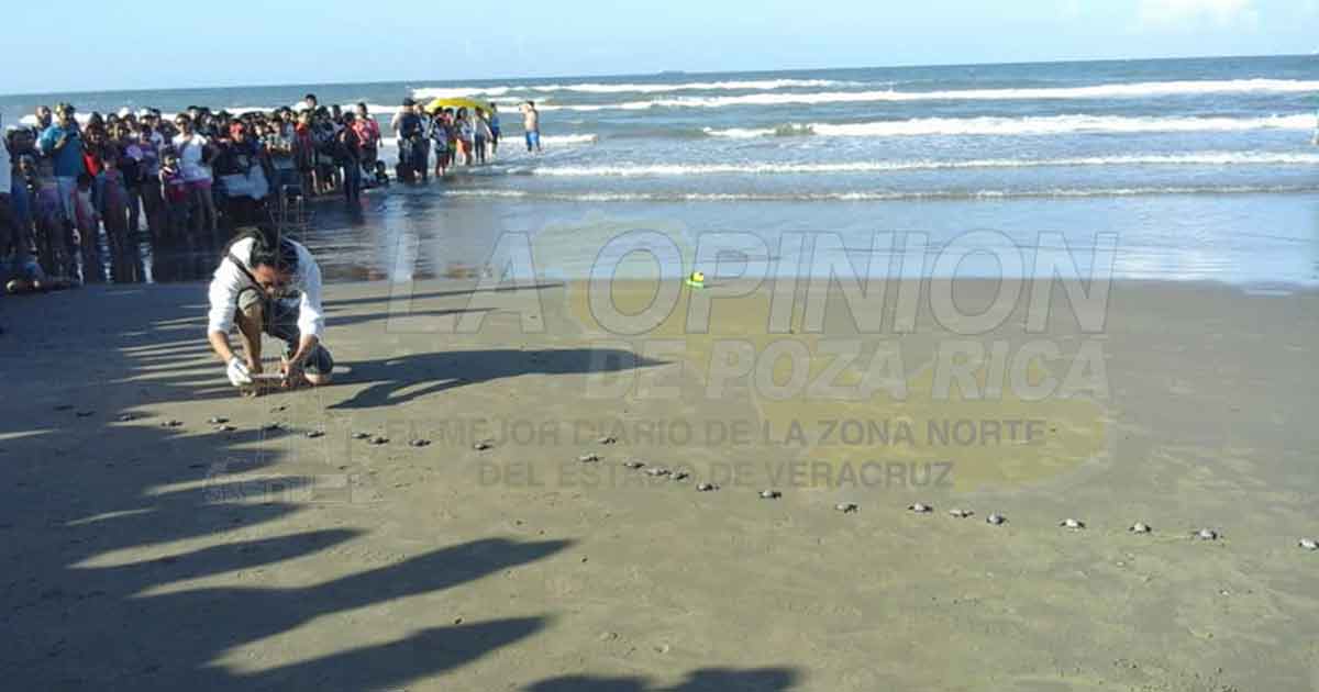 Eclosiona 90% de huevos de la tortuga marina