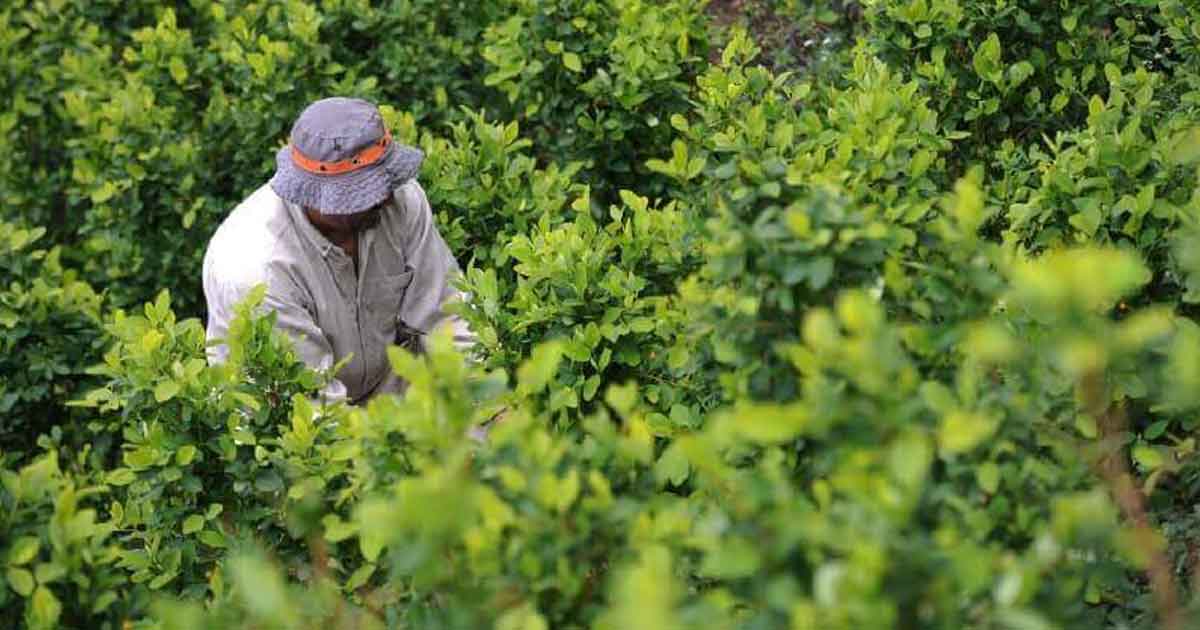 Cifra récord de cultivos y producción de coca en Colombia en 2019, según Estados Unidos