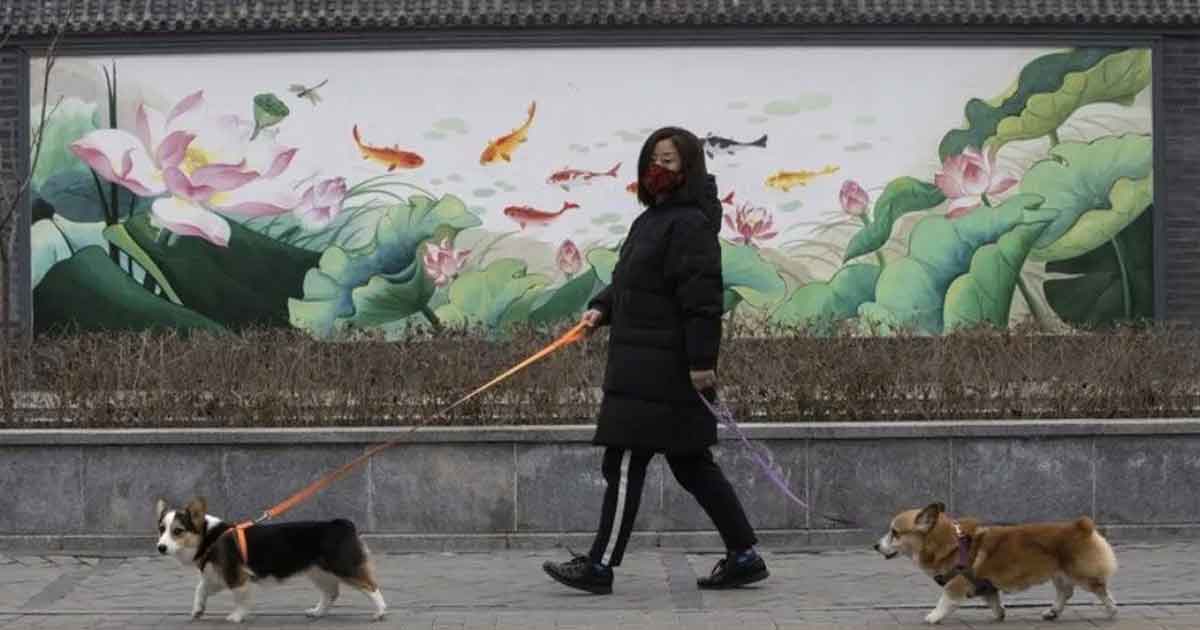 Perros y gatos no pueden transmitir el nuevo coronavirus
