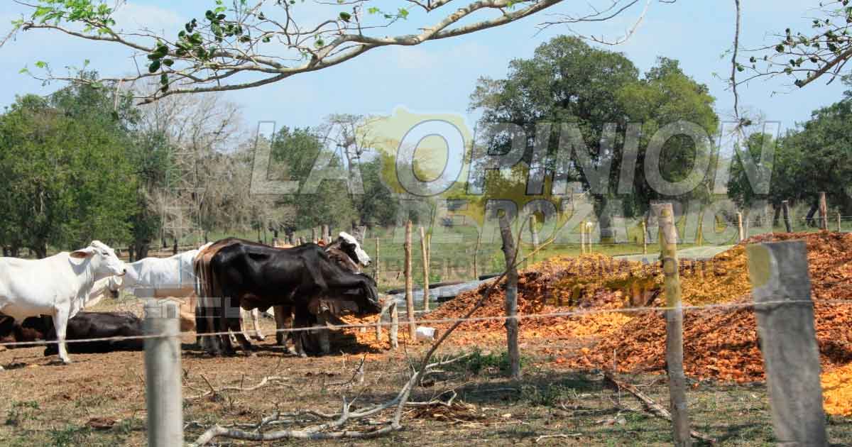 Negocian ganaderos y jugueros el precio de la cascara de naranja