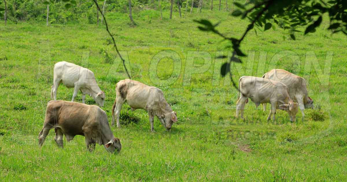 Roban ganado en La Laja