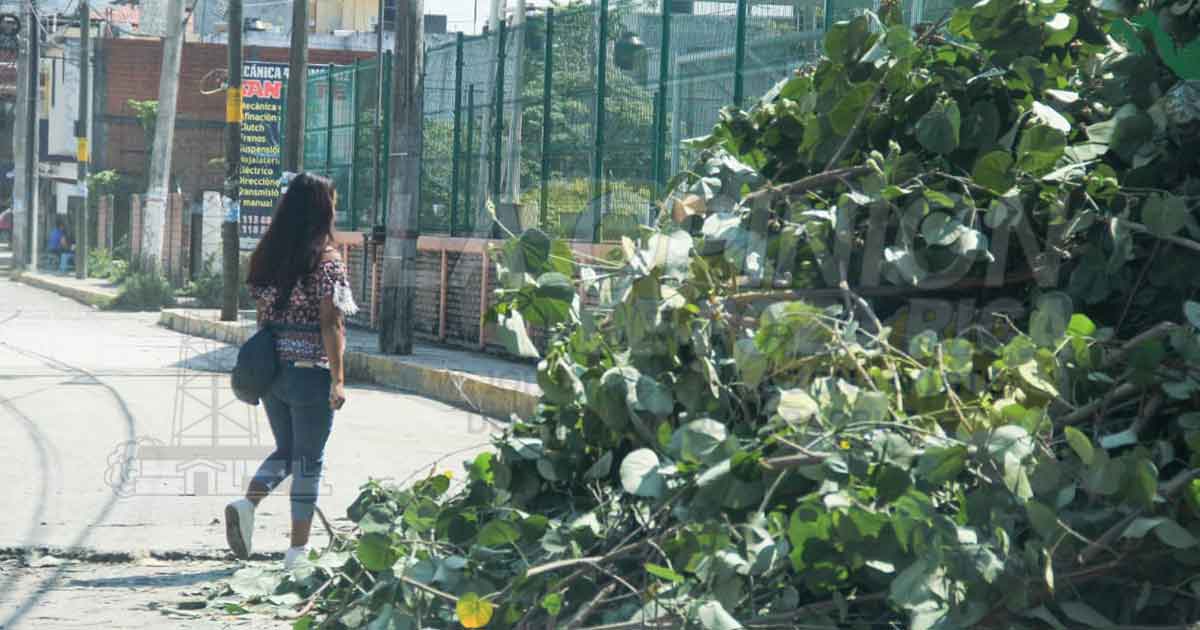 Dejan árbol caído afuera del Parque Infantil Mangos 1
