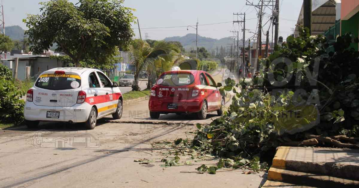 Dejan árbol caído afuera del Parque Infantil Mangos 1