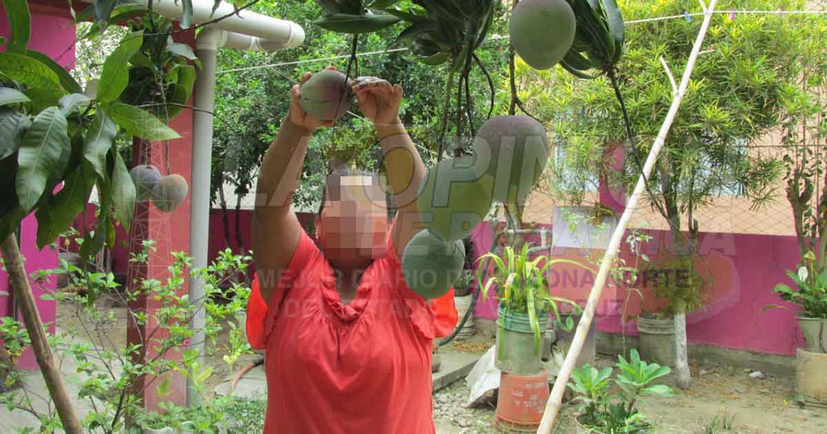 Además del aguacate, el coco y el litchi, cultivar mango es una alternativa más