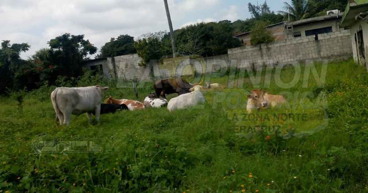 Vacas causan estragos en colonias