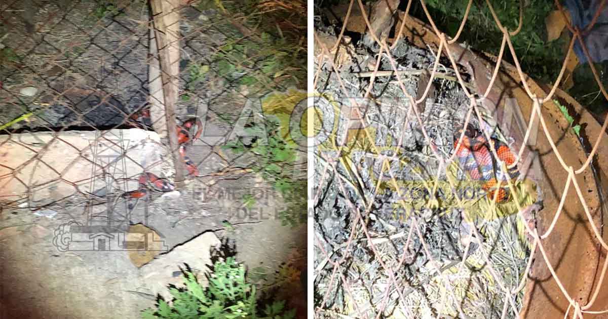 Prohibido vender animales silvestres