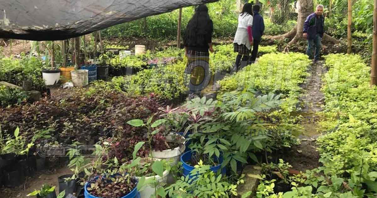 Recuperan áreas verdes que han sido devastadas