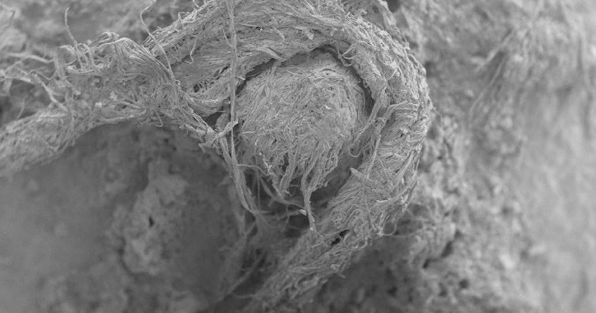 Cuerda hecha por neandertales sugiere que eran mucho más inteligentes