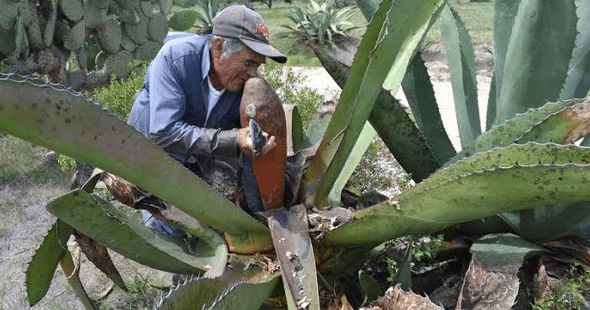¿El pulque está al borde de la extinción?