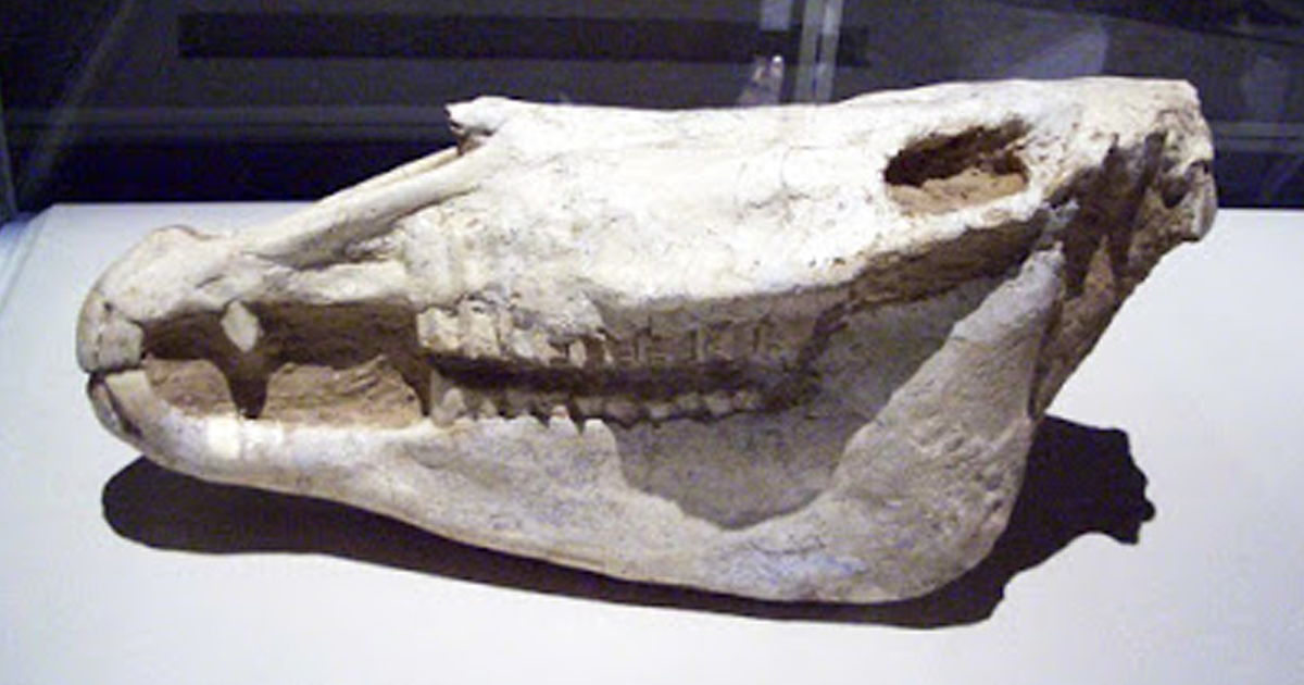 Descubren en China un entierro de una mujer noble junto a sus burros de hace más de 1.000 años