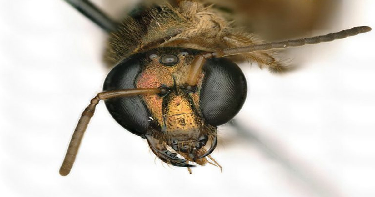 Encuentran abeja con cuerpo mitad macho, mitad hembra