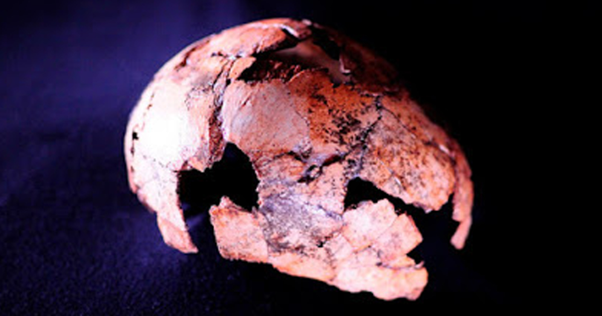 El cráneo de ‘Homo erectus’ descubierto en Sudáfrica apunta a que nuestro antepasado existió 200.000 años antes de lo que se pensaba