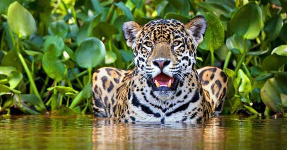 El Jaguar en la cosmovisión Mexica