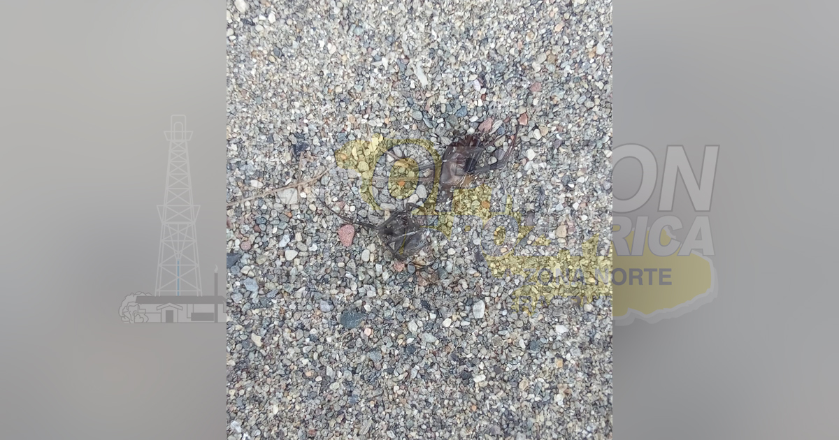 Tecolutleño es picado por arañas capulinas