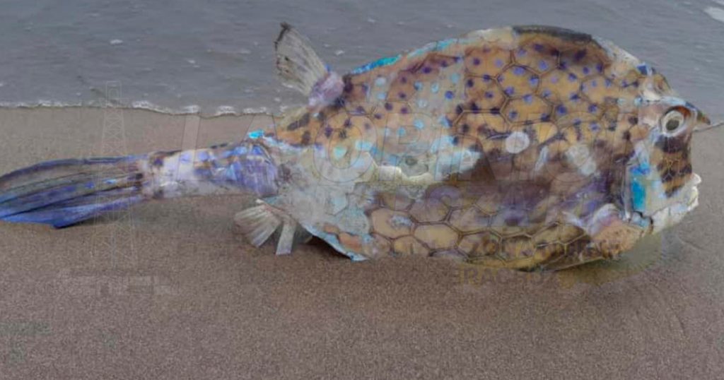 Hallan extraño pez muerto en la playa de Tecolutla