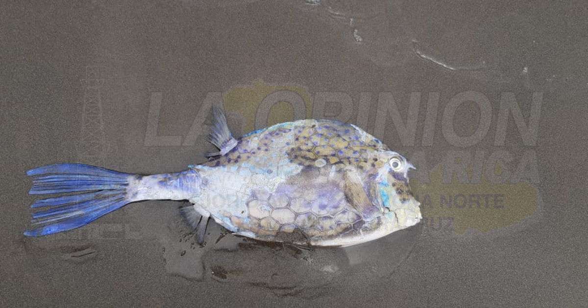 Hallan extraño pez muerto en la playa de Tecolutla