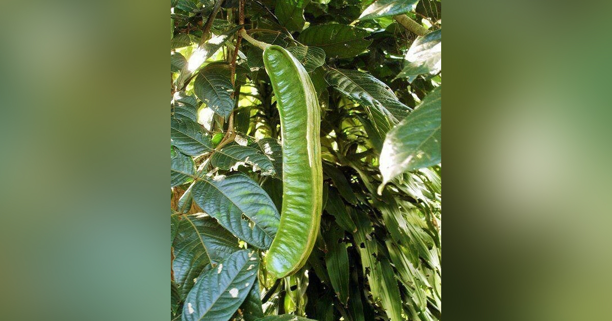 Cuajinicuil o Chalahuite, un fruto muy mexicano