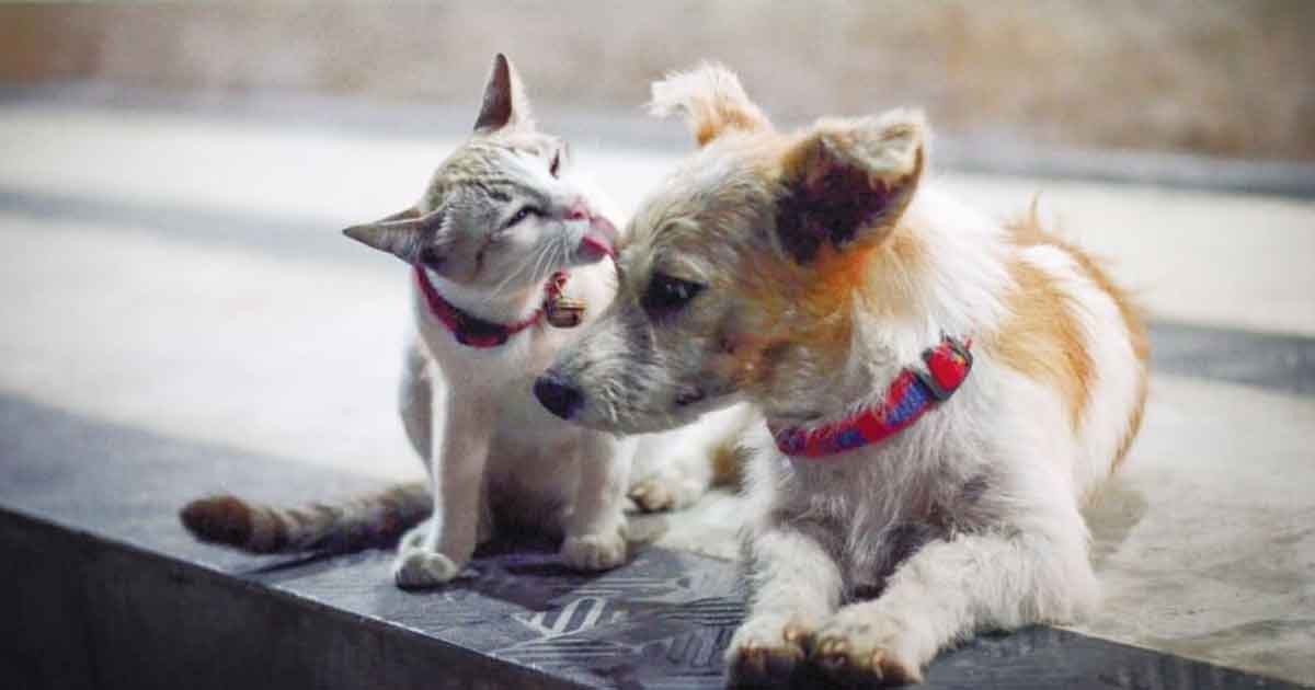 La positiva del coronavirus: Ciudad china prohíbe comer perros y gatos tras crisis