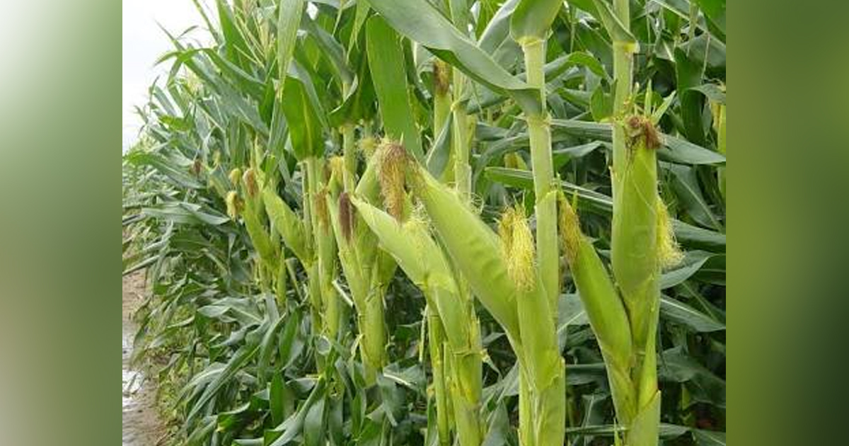 Productores de maíz se quedarán sin Centro de Acopio