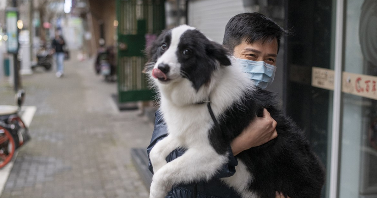No hay evidencia de transmisión de Covid-19 de humanos a perros o gatos