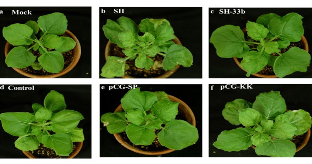 Planta del tabaco es utilizada para crear posible vacuna contra Covid-19