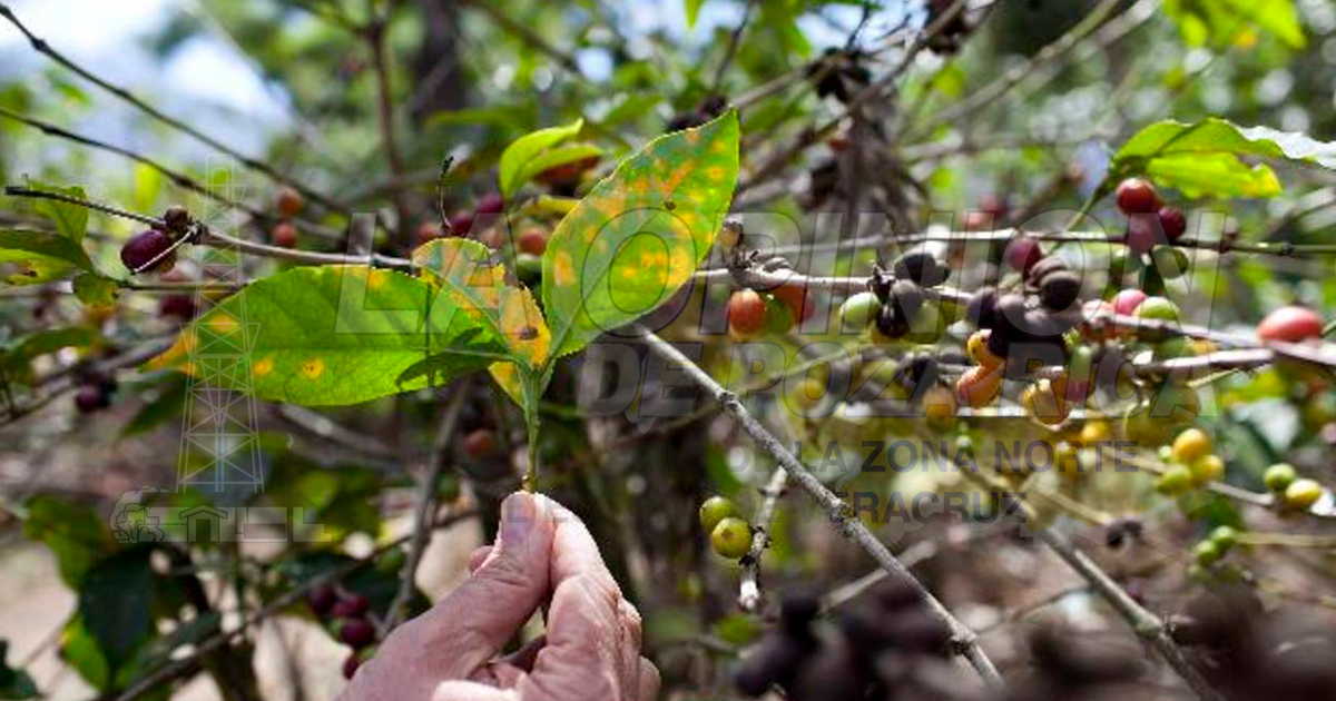Ante crisis cafetalera dan plantas a regiones pobres