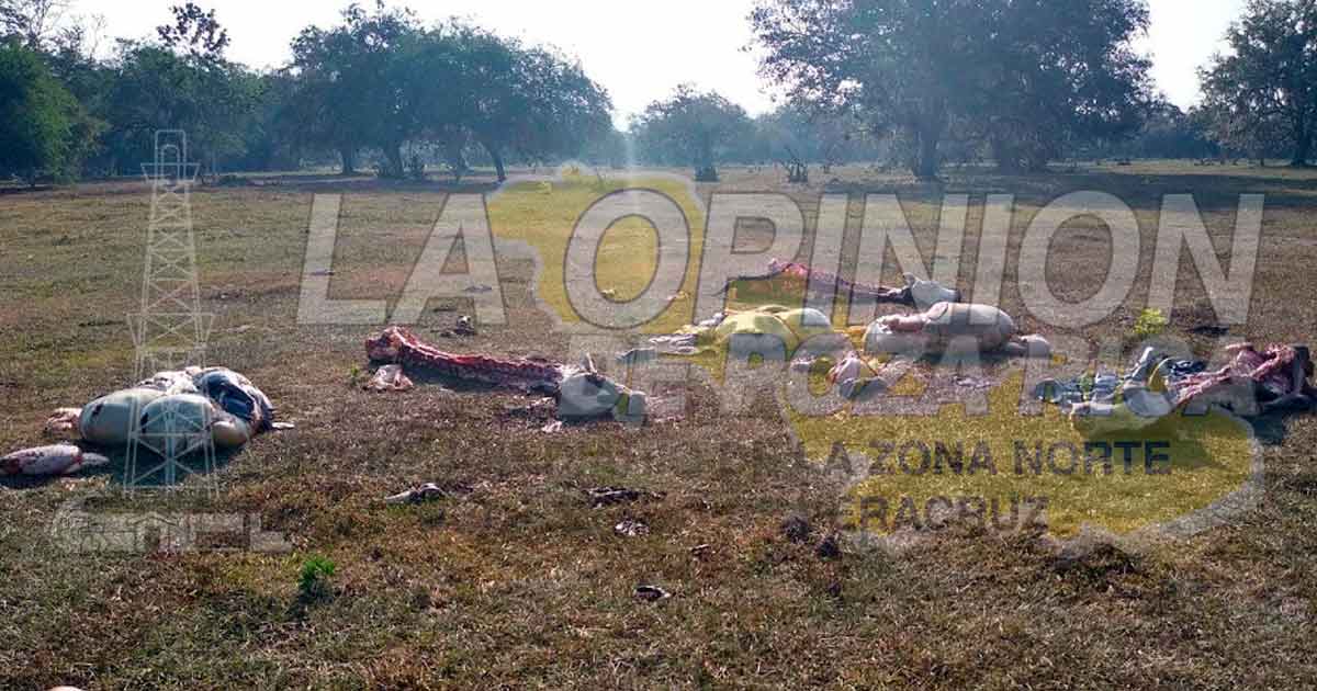 Abigeos destazan tres reses