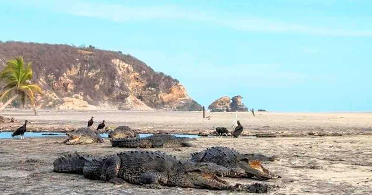 Captan a cocodrilos regresando a su hábitat en playas de Oaxaca