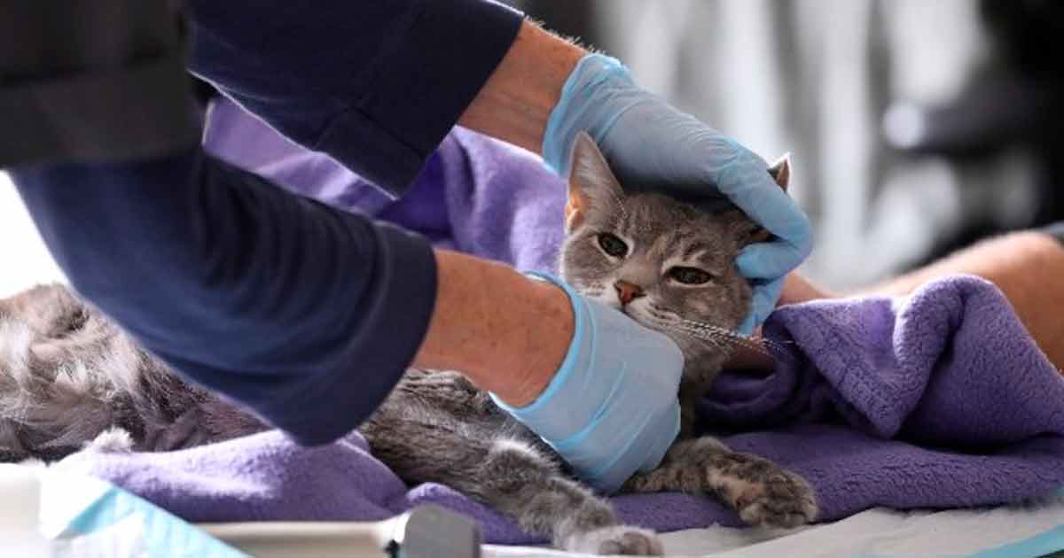 Científicos analizan si los gatos pueden contagiarse de Coronavirus