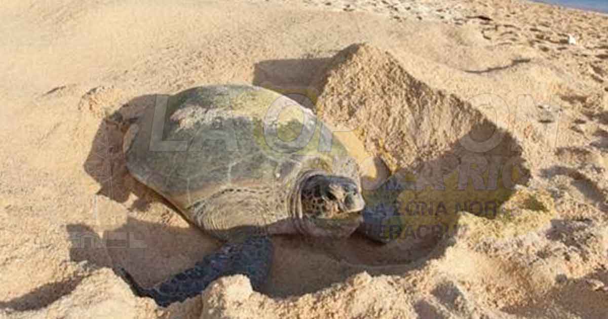 Cierre de playas favorece el desove de las tortugas