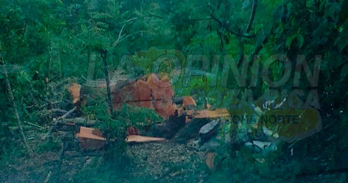 Continúa tala de maderas preciosas