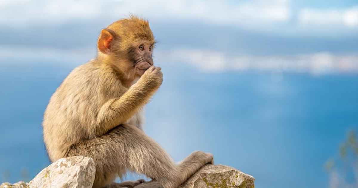 Nuevo Hallazgo Indica que los Monos Cruzaron el Atlántico Desde África