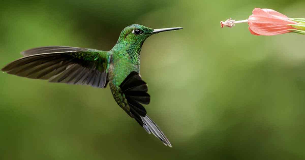 El colibrí, una especie sagrada en peligro de extinción