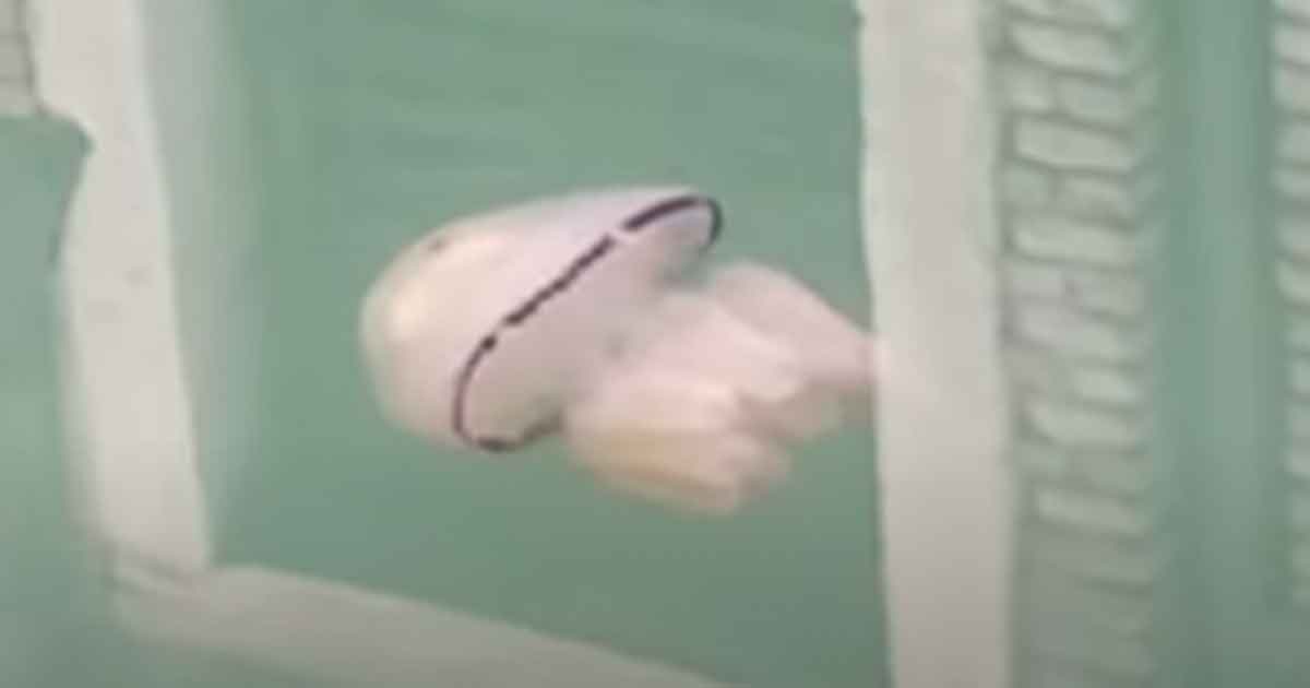 Graban una medusa en los canales de Venecia durante el confinamiento (Video)