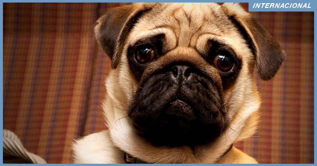 Perro pug da positivo a Coronavirus en Estados Unidos
