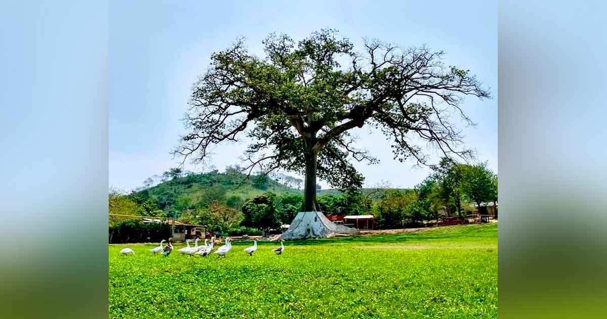 La Ceiba, el árbol sagrado para las culturas indígenas