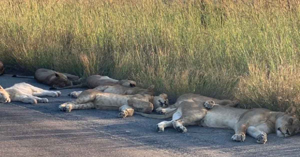 Leones duermen tranquilos en carretera de Sudáfrica ante falta de turistas