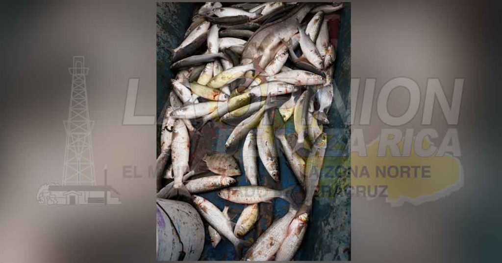 Mortandad de peces en estero de Casitas