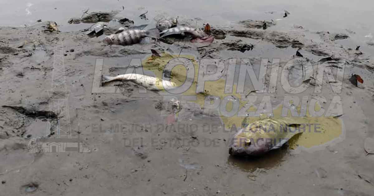 Mortandad de peces en estero de Casitas