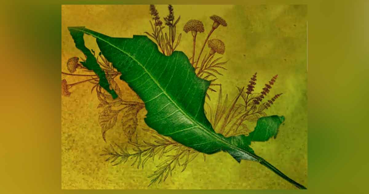 México, segundo lugar con más plantas medicinales registradas