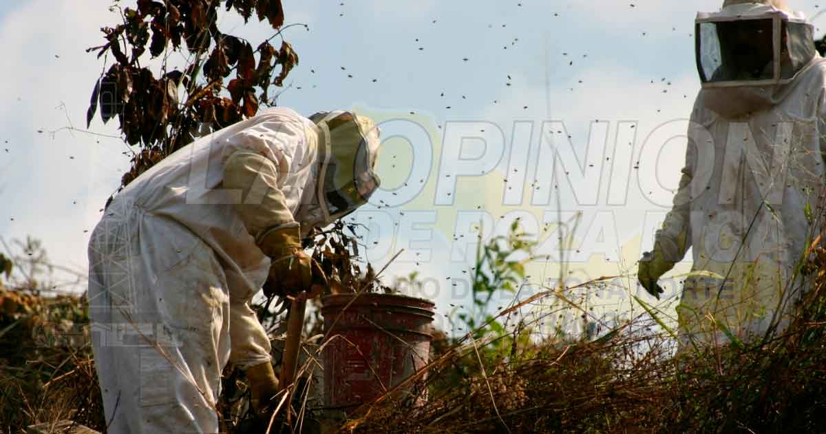 Prohíben comunidades arribo de apicultores foráneos por COVID-19