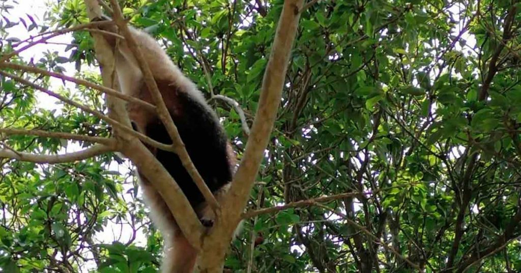 Rescatan animales silvestres