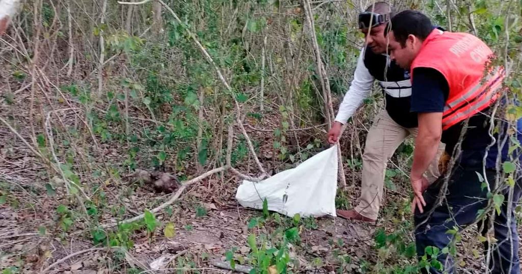 Rescatan animales silvestres