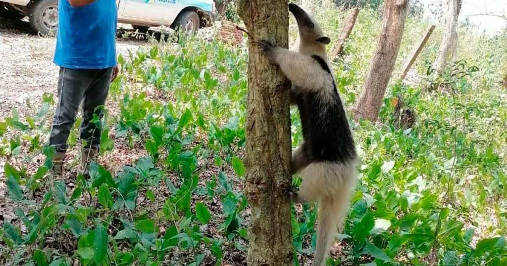 Rescatan animales silvestres