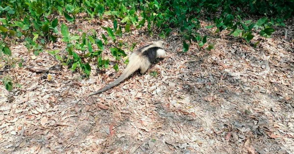 Rescatan animales silvestres