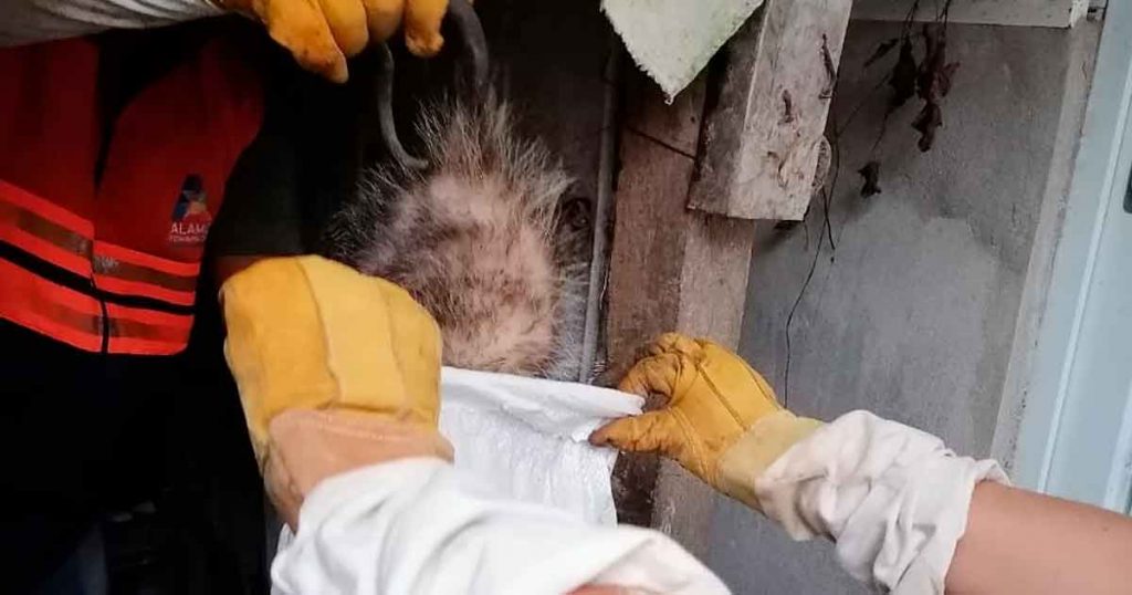 Rescatan animales silvestres