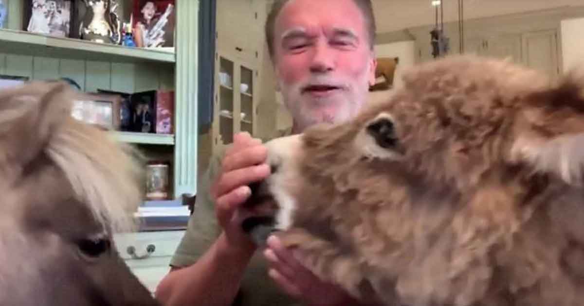 Animales de Arnold Schwarzenegger lo eclipsan durante entrevista (Video)